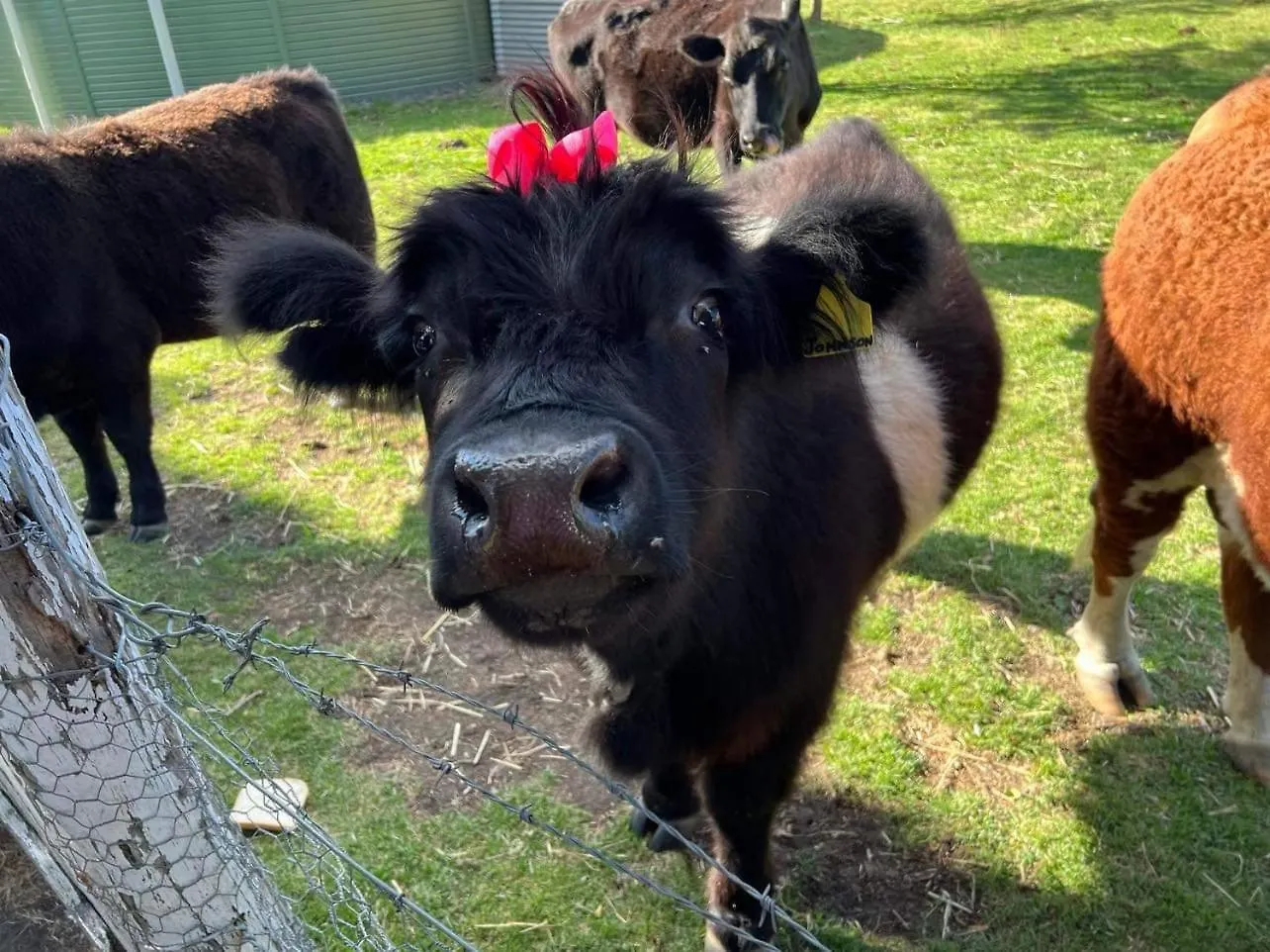 Butterbox Farm Villa Stanthorpe Feriehus