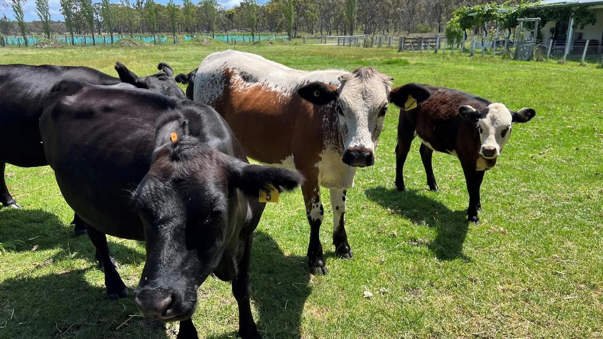 Butterbox Farm Villa Stanthorpe 0*,  Australien