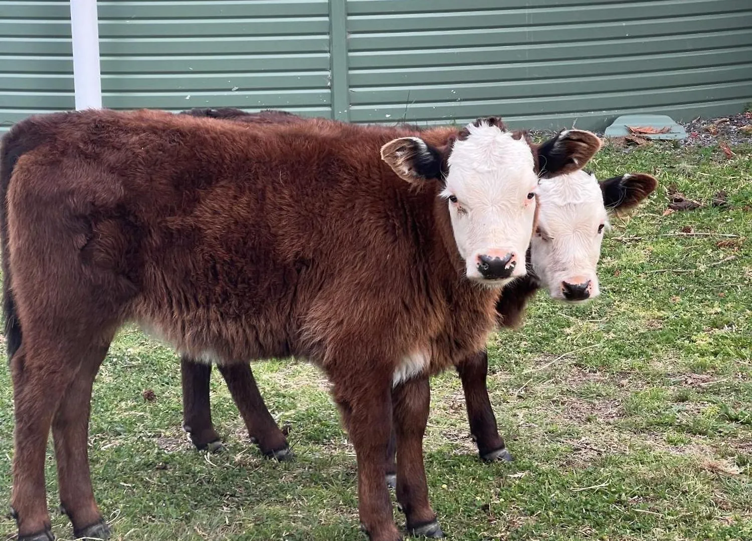 Butterbox Farm Villa Stanthorpe Australia